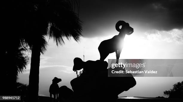 guardianes del desierto - desierto stock pictures, royalty-free photos & images