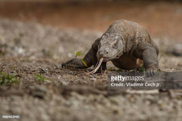 komodo - vulnerable species stock pictures, royalty-free photos & images