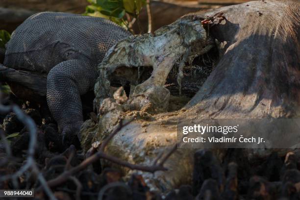 komodo - vulnerable species stock pictures, royalty-free photos & images