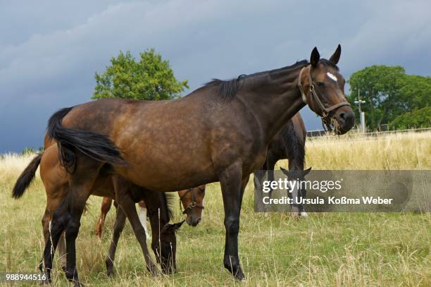 horses (3) - kastanienfarben stock-fotos und bilder