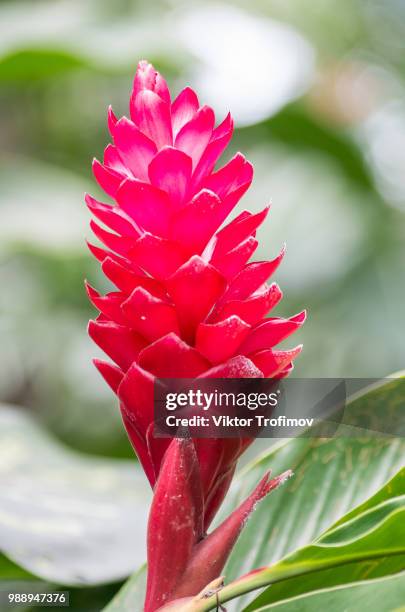 indonesian flower - ginger flower stock pictures, royalty-free photos & images