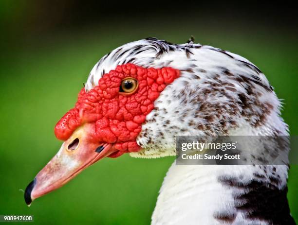 portrait of a duck - muscovy duck stock pictures, royalty-free photos & images