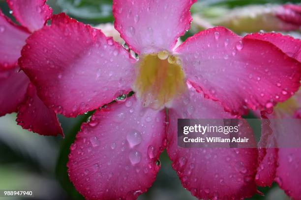 adenium - desert rose - adenium stockfoto's en -beelden