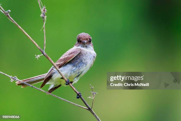 eastern wood-pewee - eastern wood pewee stock pictures, royalty-free photos & images