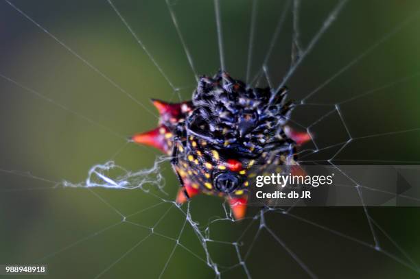 itsy bitsy - orb weaver spider stock pictures, royalty-free photos & images