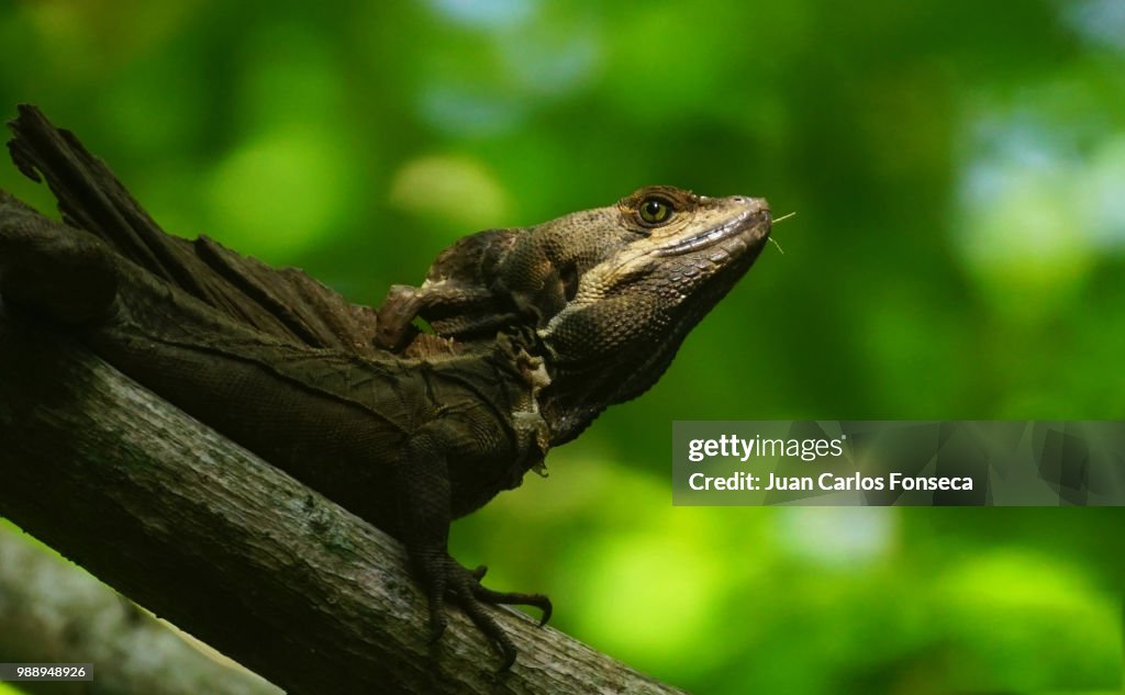 Lizard "Basiliscus