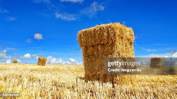 africa highland - hooiberg stockfoto's en -beelden