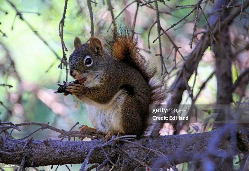Squirrel Eating Spruce Cone