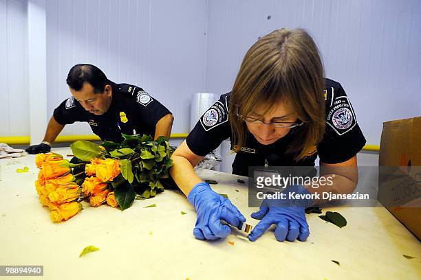Agricultural specialist agents Jose Garcia and Julie Nowiki of Customs and Border Protection carefully inspect roses shipped from Ecuador ahead of...