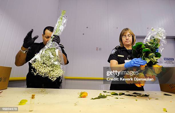 Agricultural specialist agents Jose Garcia and Julie Nowiki of Customs and Border Protection carefully inspect roses shipped from Ecuador ahead of...