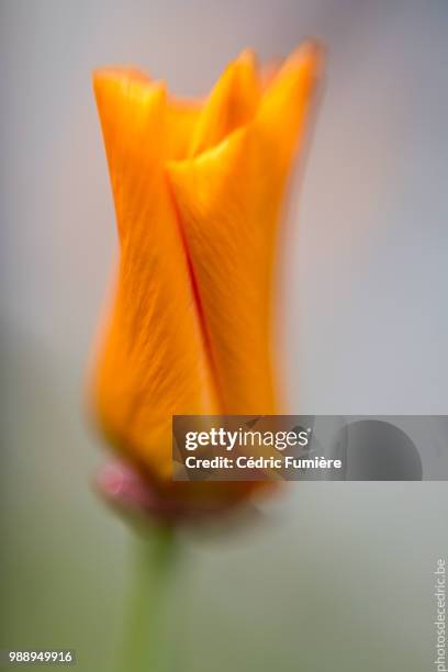 fleurs sauvages - fleurs sauvages stock pictures, royalty-free photos & images