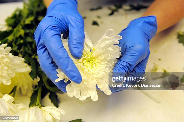 Agricultural specialist agent Julie Nowiki of Customs and Border Protection carefully inspects imported flowers shipped from Ecuador ahead of...