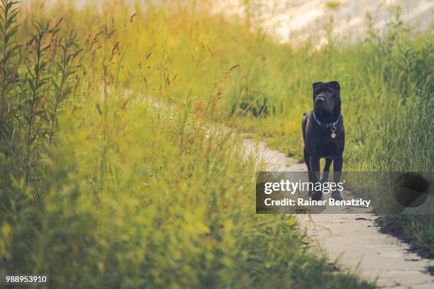 da kommt ein hund des weges - hund fotografías e imágenes de stock