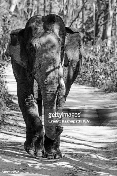 3d8b2374  _. col. hathi - tusker _ jpg - tusker stock pictures, royalty-free photos & images