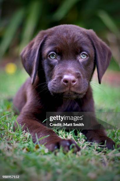 chocolate labrador puppy - chocolate labrador ストックフォトと画像