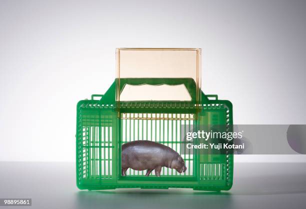 animal in the cage - animal scale stock-fotos und bilder