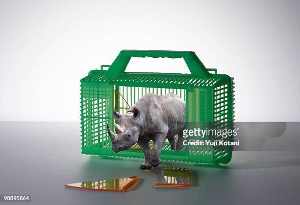 rhino breaking out of the cage - breaking and exiting stock pictures, royalty-free photos & images
