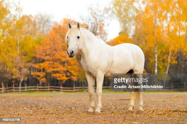 white horse - arabische volbloed stockfoto's en -beelden