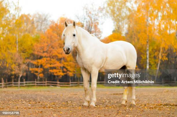 white horse - arab horse stock pictures, royalty-free photos & images