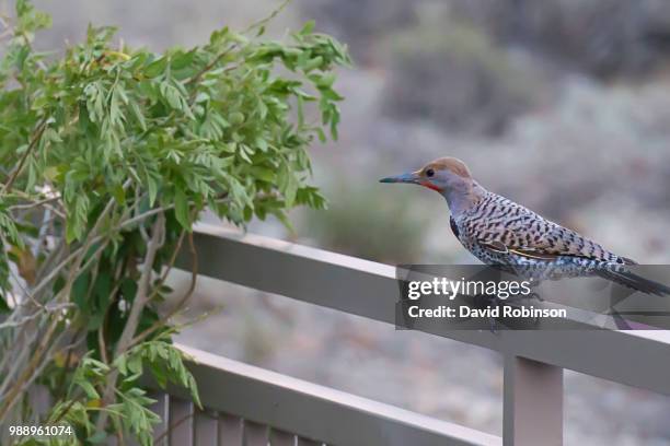 gilded flicker - flicker stock pictures, royalty-free photos & images