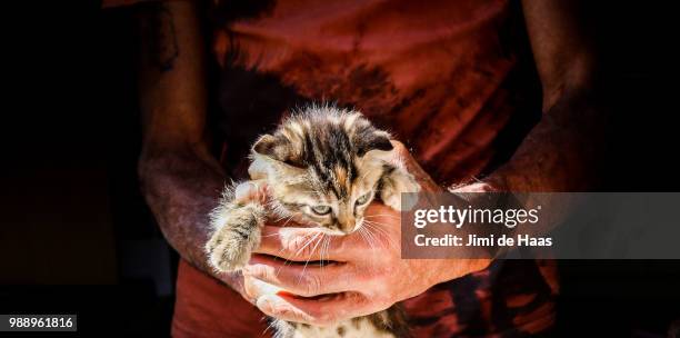 man with young kitten - haas stock pictures, royalty-free photos & images