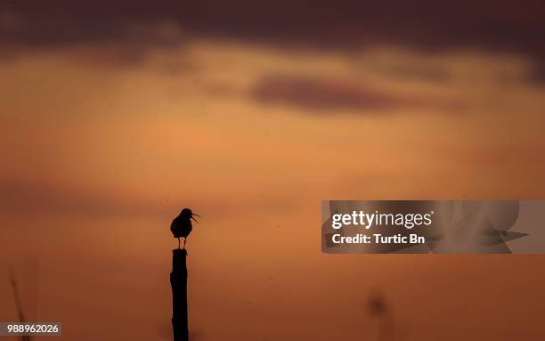 Singer Solar System 855 Solar (Singer) Stock Photos, High-Res Pictures, and Images - Getty ...