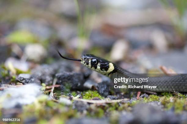 ringelnatter - grass snake stock pictures, royalty-free photos & images