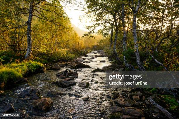 early morning stream - monongahela national forest stock-fotos und bilder