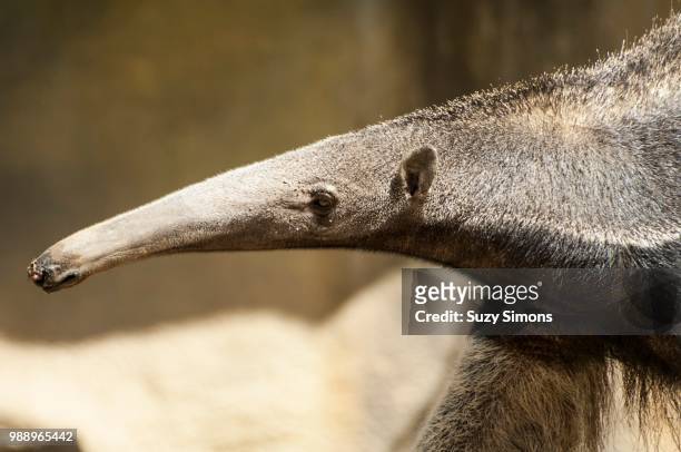 1,533 Anteater Photos and Premium High Res Pictures - Getty Images