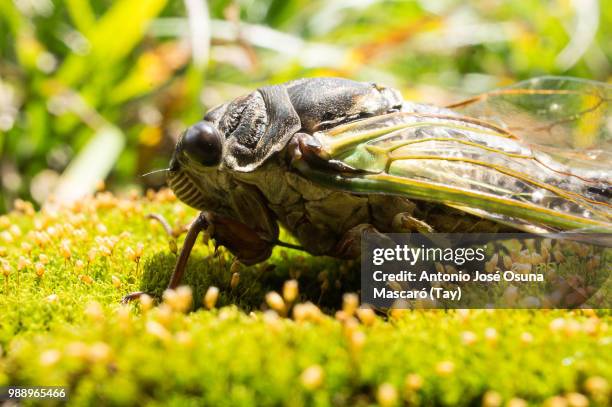 sleeping beauty, awakes - osuna stock pictures, royalty-free photos & images