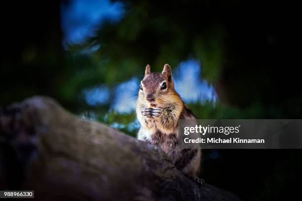 golden-mantled ground squirrel - golden mantled ground squirrel imagens e fotografias de stock