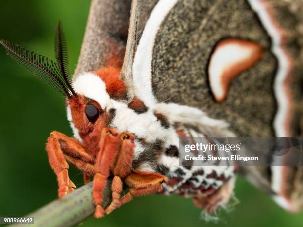 profile view of orange, white and brown giant silk moth - silk moth stock pictures, royalty-free photos & images