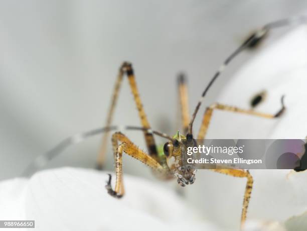 bush katydid nymph on white flower - blutsaugen stock-fotos und bilder