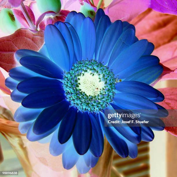 die blaue blume der romantik - romantiek stock pictures, royalty-free photos & images