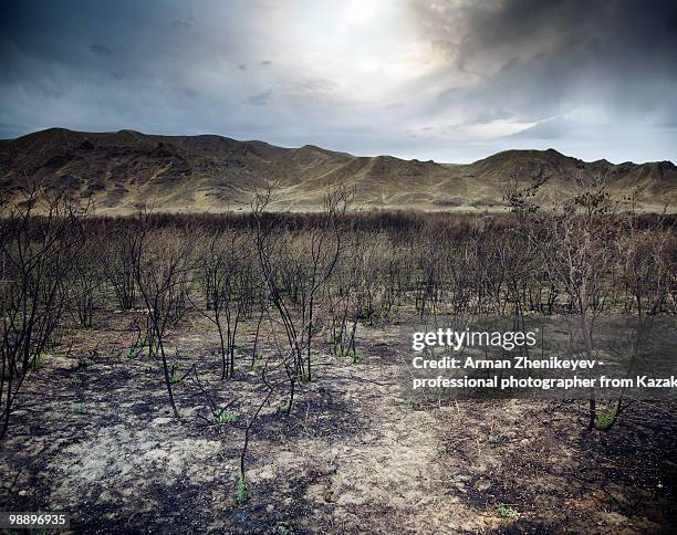 dead land - arman zhenikeyev photos et images de collection