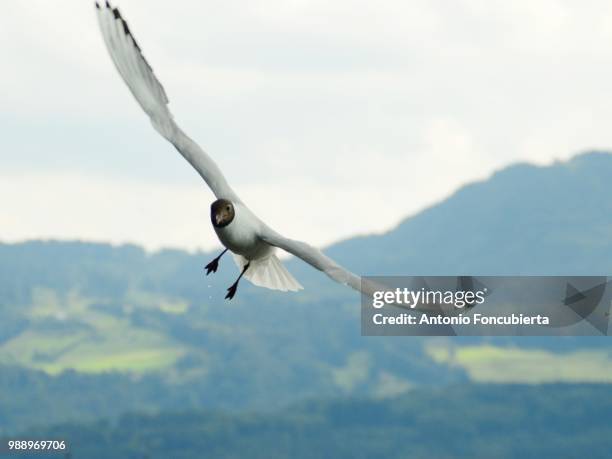 bird in rapperswil - rapperswil stock-fotos und bilder