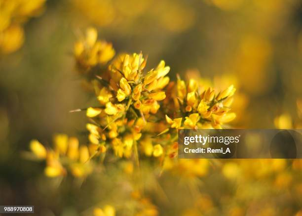 flower bokeh - cowslip stock pictures, royalty-free photos & images