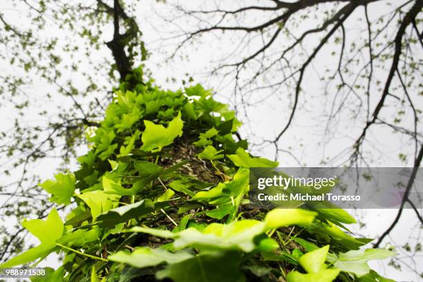 albero con foglie via molino - albero stock pictures, royalty-free photos & images