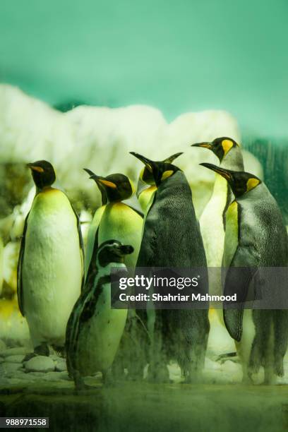 happy feet - happy feet stockfoto's en -beelden