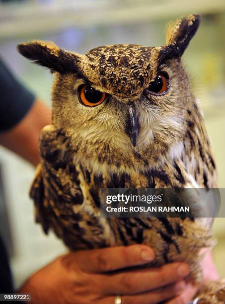 An Eurasian Eagle Owl waits is prepared for vaccination again the avian flu at the Jurong Bird Park in Singapore on May 7, 2010. Some 600 species of...