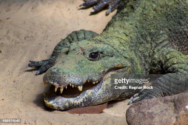 tierpark berlin - african dwarf crocodile foto e immagini stock