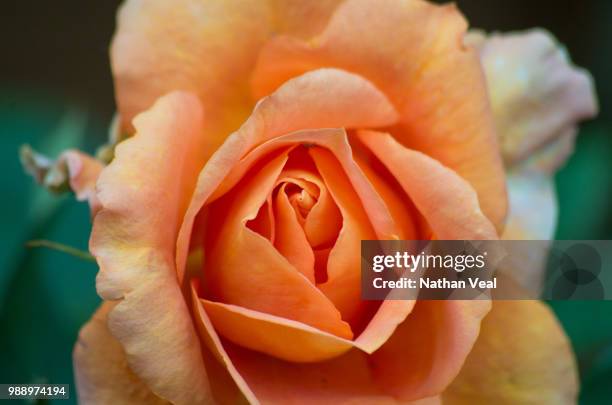 orange rose - nathan rose stock pictures, royalty-free photos & images