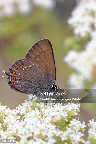 papillon - butterfly  (polyommatus icarus) - papillon stock pictures, royalty-free photos & images