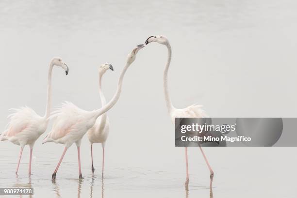 A group of flamingos in shallow water.