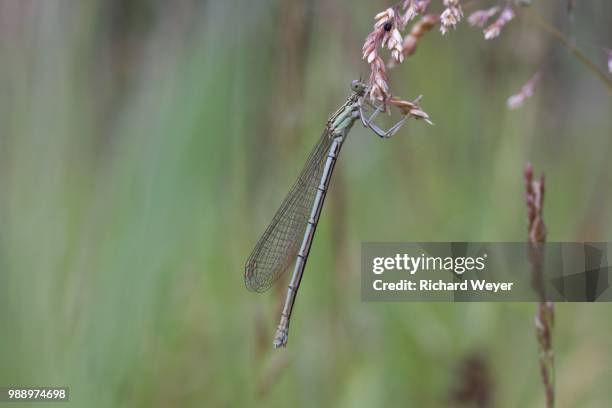 libelle - libelle stock pictures, royalty-free photos & images