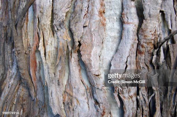 peeling bark on a eucalytus tree trunk - tree trunk stock pictures, royalty-free photos & images