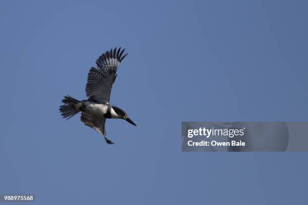 kingfisher ready - pied kingfisher ceryle rudis stock pictures, royalty-free photos & images
