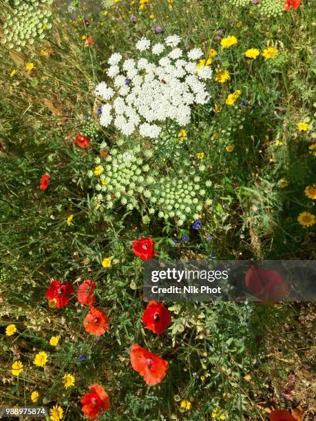 bouquet garni - bouquet garni stock pictures, royalty-free photos & images