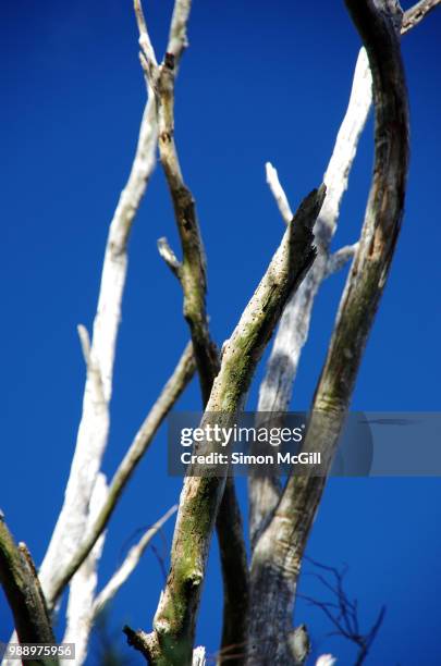 dead tree branches against a clear blue sky - bowral new south wales stock pictures, royalty-free photos & images