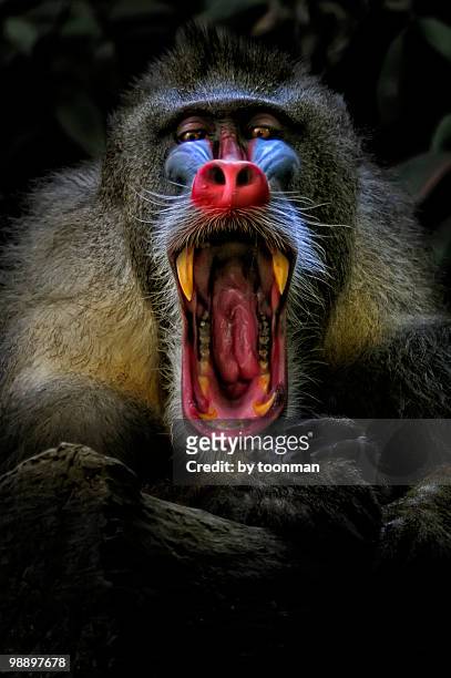 mandrill, captive - angry monkey stock pictures, royalty-free photos & images